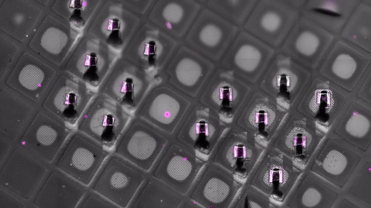Cryo-confocal fluorescence imaging of the milled lamella on the TEM grid after cryo-FIB preparation. Residual fluorescence signal confirms that the targeted region of interest—containing malaria parasite structures—has been successfully retained during lamella preparation, supporting accurate correlation between cryo-fluorescence microscopy and cryo-electron microscopy workflows.