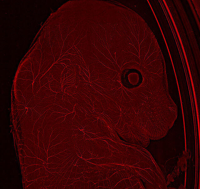 THUNDER Imager Model Organism으로 촬영한 쥐