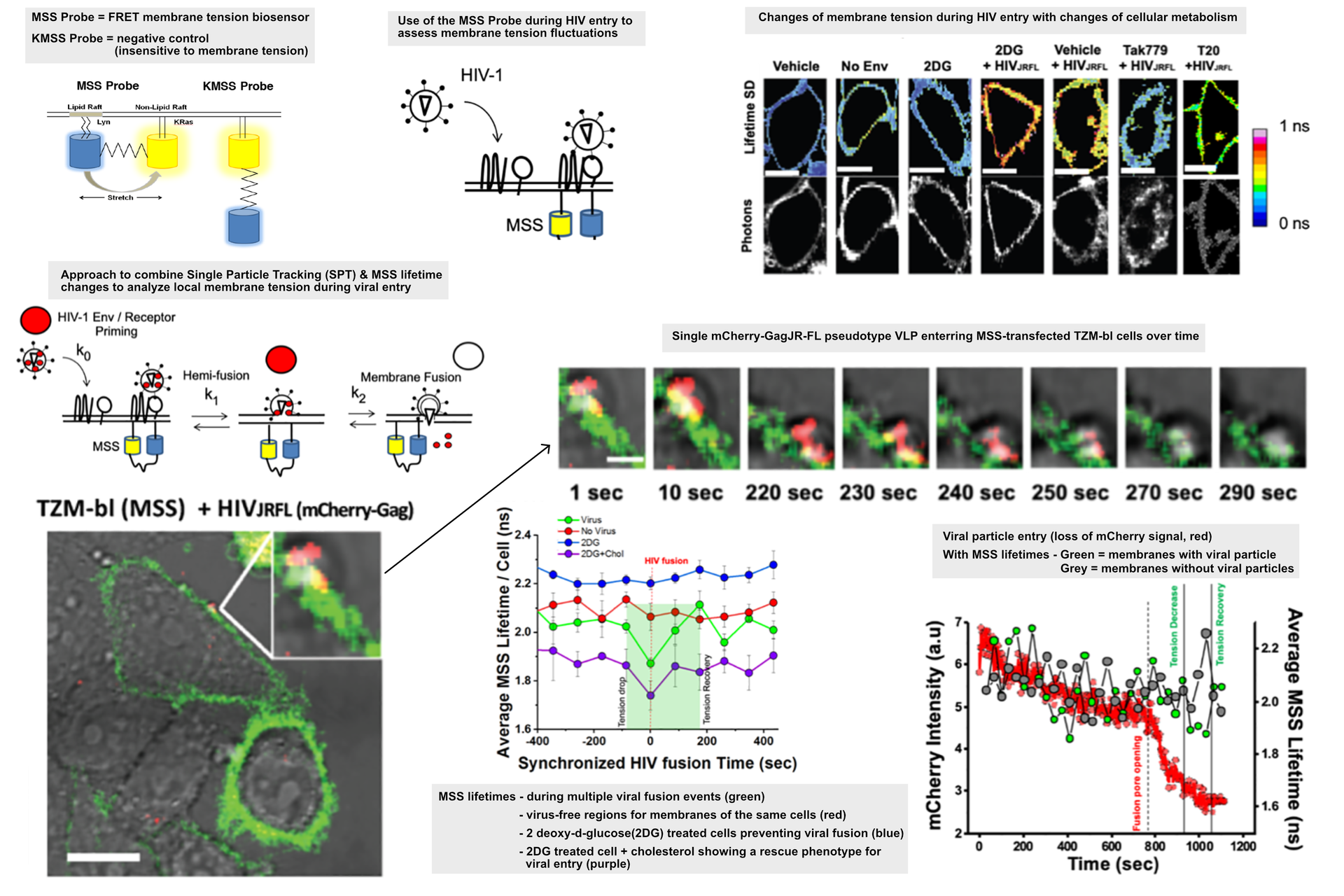 Advanced Quantitative Fluorescence Microscopy to Probe the Molecular  Dynamics of Viral Entry, Science Lab