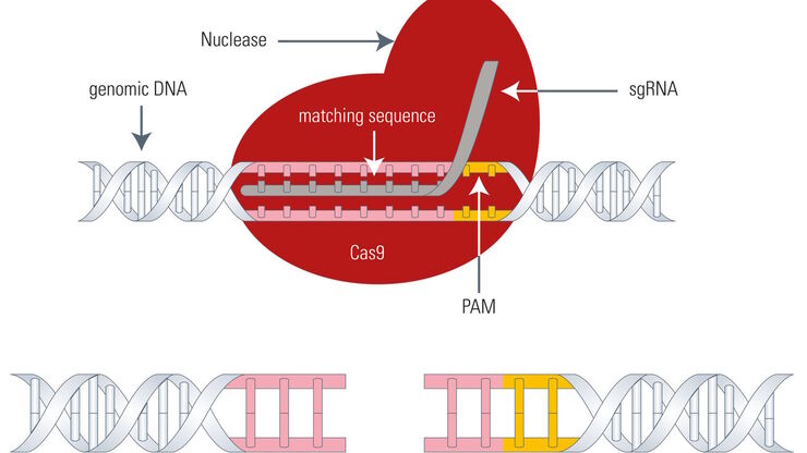 Gene editing with Cas9 Gene editing with Cas9
