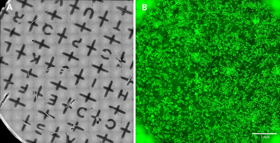 Spiral scans acquired with the 40x/ 1.1 NA sapphire-corrected water immersion objective. A) transmitted light and B) fluorescence channel – illumination at 510 nm.