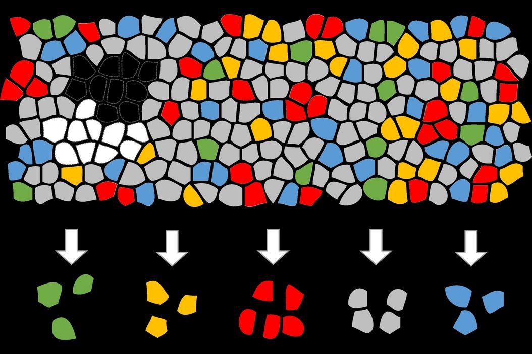 Artificial Intelligence (AI) segmentation used in conjunction with LMD to increase discovery throughput. Artificial_Intelligence__AI__segmentation_used_in_conjunction_with_LMD.jpg