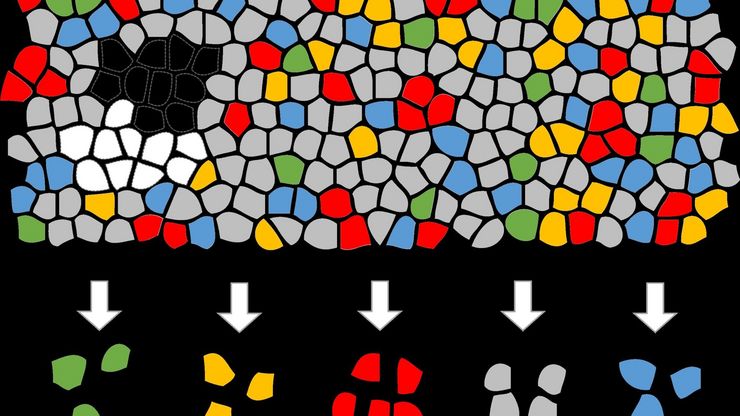 Artificial Intelligence (AI) segmentation used in conjunction with LMD to increase discovery throughput.