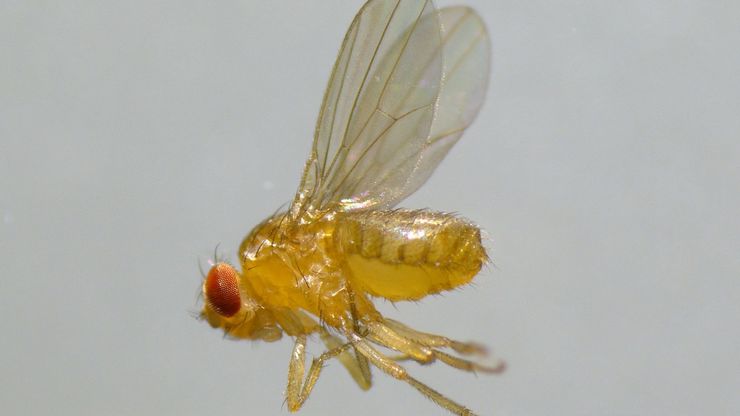 A fruit fly (Drosophila melanogaster) observed with an Ivesta 3 stereo microscope during fly pushing (sorting of the flies). The scale bar length is 1 mm. Image courtesy of M. Benton, EMBL, Heidelberg, Germany.