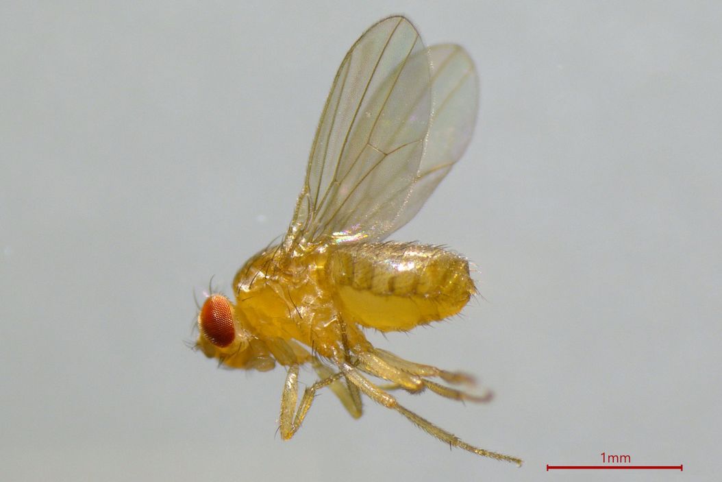 A fruit fly (Drosophila melanogaster) observed with an Ivesta 3 stereo microscope during fly pushing (sorting of the flies). The scale bar length is 1 mm. Image courtesy of M. Benton, EMBL, Heidelberg, Germany. Drosophila_melanogaster_observed_with_Ivesta_3_stereo_microscope.jpg