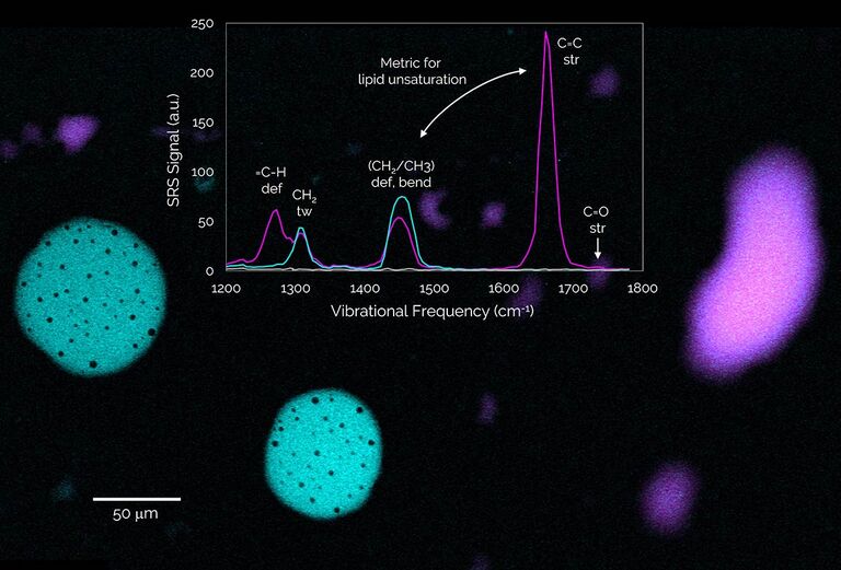 SRS images and spectra of dodecane (a fully saturated hydrocarbon, cyan) and linoleic acid (a poly-unsaturated fatty acid, magenta) droplets immersed in water. The ratio of intensities at 1660 cm⁻¹ to 1440 cm⁻¹ allows for quantification of lipid unsaturation.