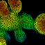 Snapshot of a live mouse intestinal organoid from an 18‑hour timelapse experiment. The fluorescent signal shows cell membranes. Sample courtesy of Sandra Scharaw. Scale bar, 50 µm.