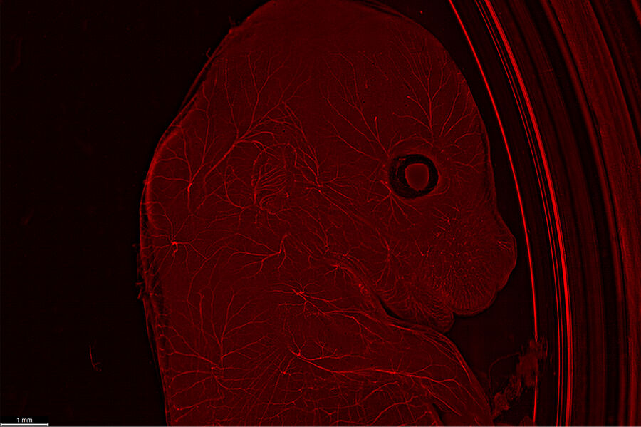 Uncleared Mouse - THUNDER Imager Model Organism