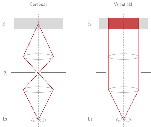 Confocal vs. Widefield illumination. Confocal: Light from the light-source (Ls) is focused through a pinhole for illumination (Pi) and subsequently into the sample (S) resulting in a relatively small volume. Widefield: The whole specimen volume is exposed to light.