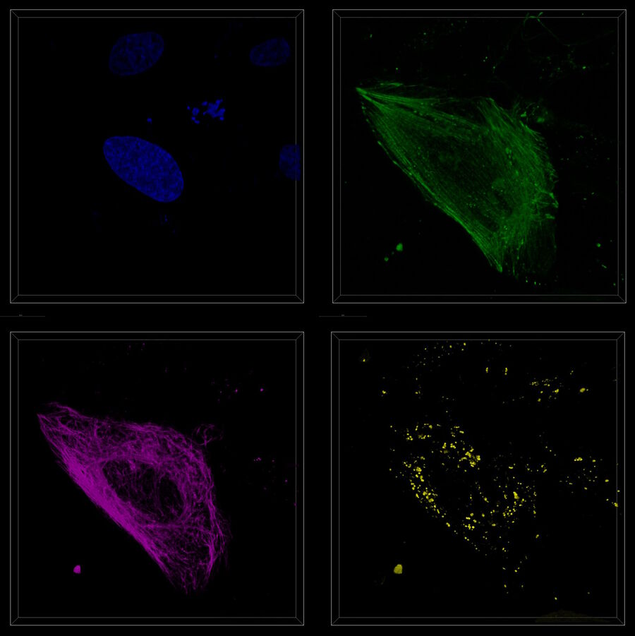 Multicolor 3D imaging of live  mammalian cells labeled with SPY515-DNA (upper left panel, blue), SPY555-Actin (upper right panel, green), SPY650-Tubulin (bottom left panel, magenta), and CellBrite NIR750 membrane stain (bottom right panel, yellow). 