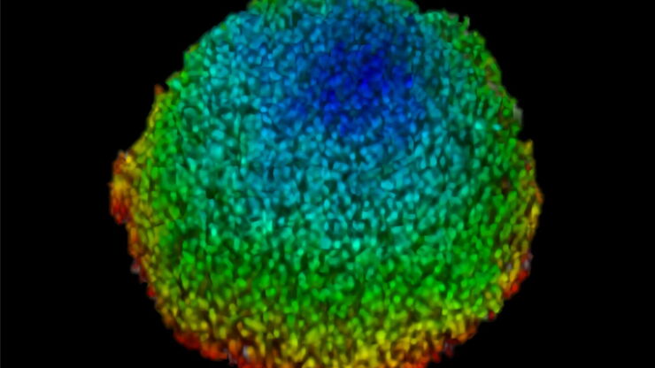 3D-volume-rendered light-sheet microscope image of a spheroid showing depth coding in different colors.