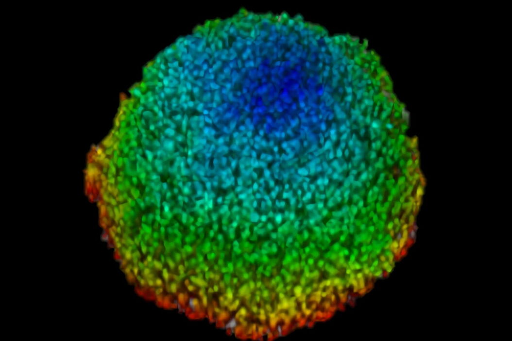 3D-volume-rendered light-sheet microscope image of a spheroid showing depth coding in different colors. Spheroid_showing_depth_coding_in_different_colors_3D_DLS.jpg