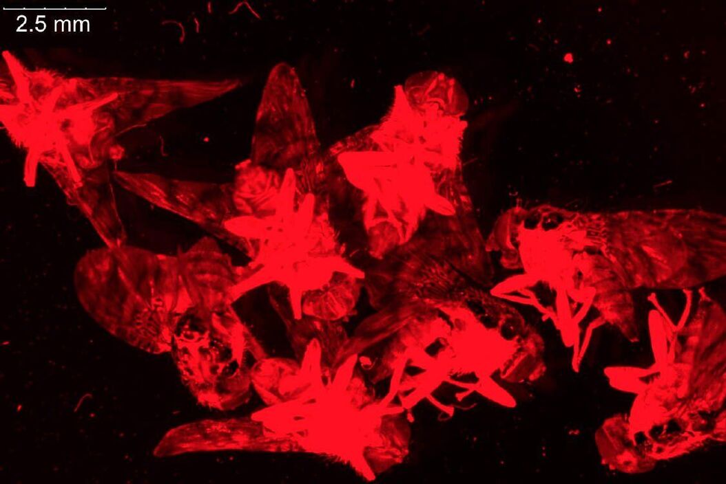 Fluorescence stereo microscope image of anesthetized Mediterranean fruit flies recorded with a Leica M205 FA Mediterranean_fruit_flies_recorded_with_a_Leica_M205_FA_02.jpg
