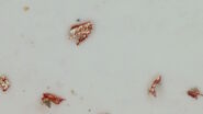 Particles observed on the surface of a particle trap which could be used for technical cleanliness during battery production.