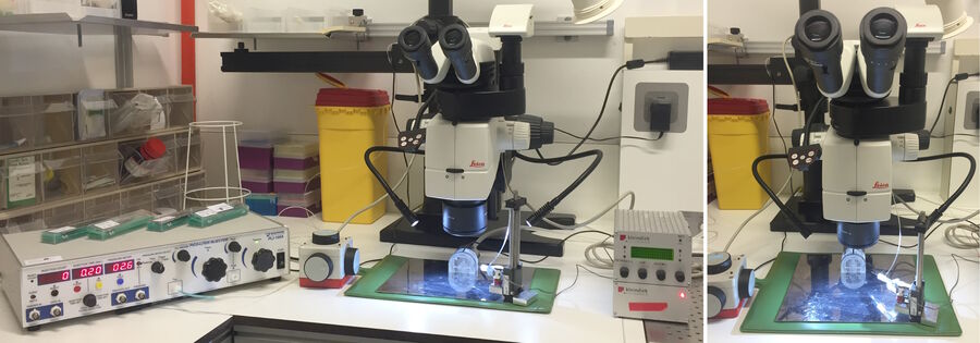 Figure 2: Larger (left) and closer (right) view of setup with M125 stereo microscope used for injection into the hindlimbs of mice.