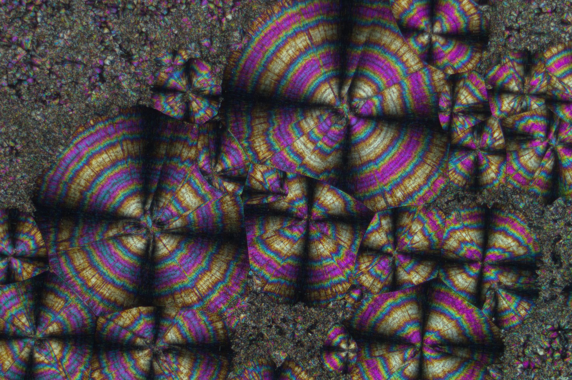 Spherulitic crystals of hippuric acid, which were imaged with a Leica microscope using crossed polarizers, showing so-called Maltese crosses.