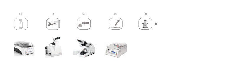 (1) Automated tissue processing (EM TP) | (2) Trimming (EM TRIM2) | (3) Serial sectioning (EM UC7) | (4) Staining (EM AC20) | (5) Image analysis in the TEM