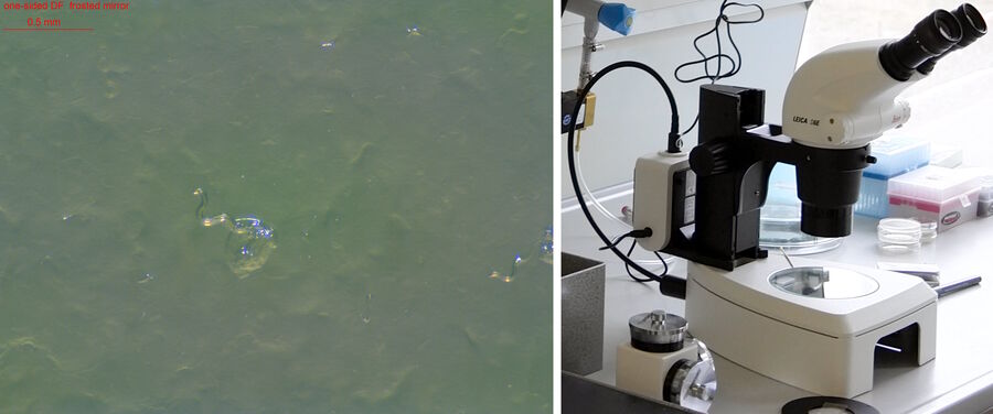 Fig. 5: Image (left) of C. elegans on agar recorded with a Leica Greenough stereo and illumination subbase (right). Image taken with one-sided darkfield illumination using the diffuse reflection mirror of the subbase to enhance contrast of the worms.