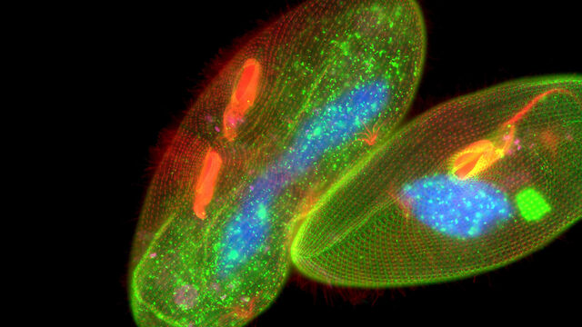 Microscopi per la ricerca Life Sciences