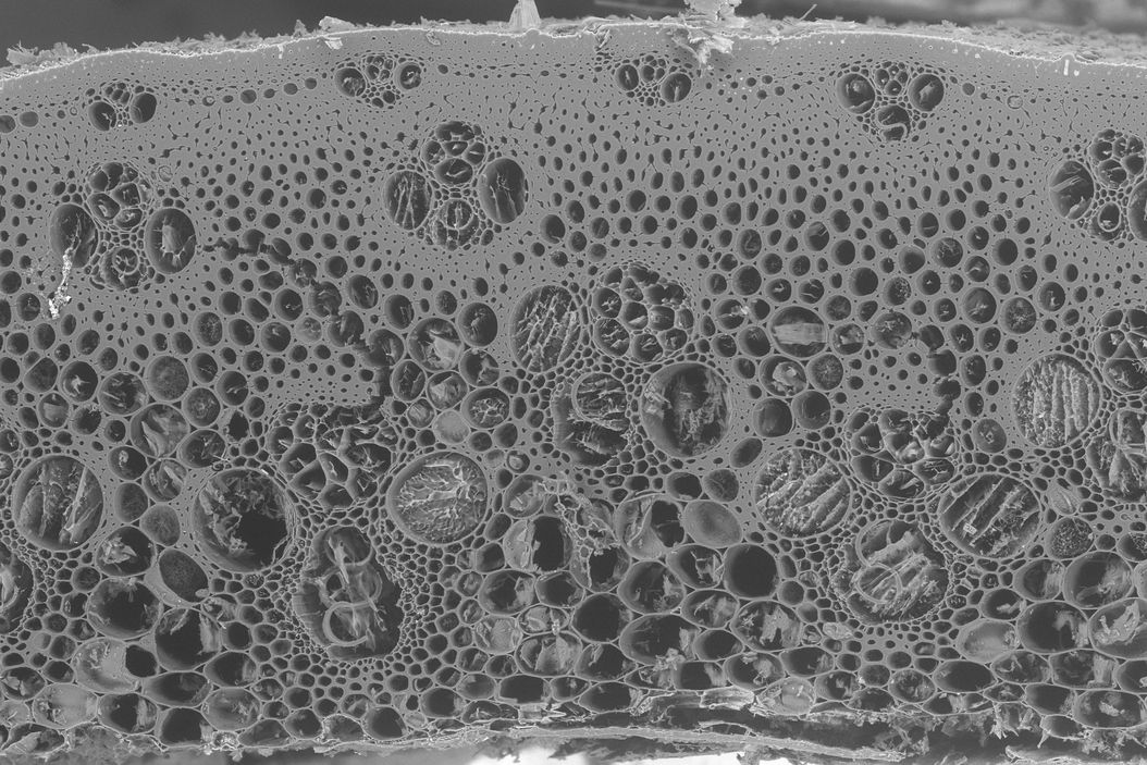 SEM image of the sample consisting of reed and brewers’ spent grain after surface polishing using the UC Enuity cryochamber at -120°C. The sample was transferred to the cryo-SEM (Zeiss Sigma 300) using the EM VCT500 transfer system. Courtesy of Claudia Mayrhofer, ZFE, Graz,  Austria. SEM_image_of_reed_and_brewers_spent_grain_after_surface_polishing.jpg