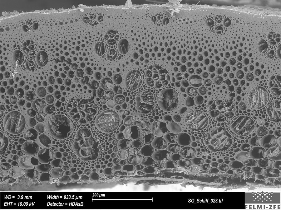 SEM image of the sample consisting of reed and brewers’ spent grain after surface polishing using the UC Enuity cryochamber at -120°C. The sample was transferred to the cryo-SEM (Zeiss Sigma 300) using the EM VCT500 transfer system. Courtesy of Claudia Mayrhofer, ZFE, Graz,  Austria.