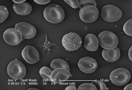 Human Blood Cells Protocol | Science Lab | Leica Microsystems