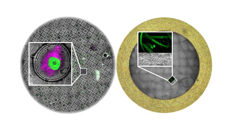 Gold EM grid with a silicon dioxide (SiO₂) support film, containing vitrified T47D cells intrinsically expressing GFP-H2B (labeling nuclei) and RFP-LifeAct (labeling the actin cytoskeleton) and high-pressure frozen C. elegans germline tissue, fluorescently labeled with GFP-tagged synaptonemal complex protein