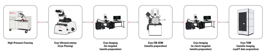 Schematic for fluorescence-guided cryo electron tomography (cryoET) workflow