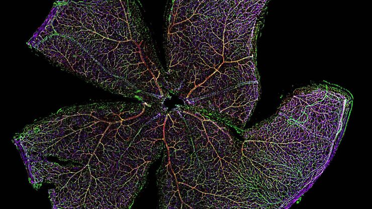 Mouse Retina