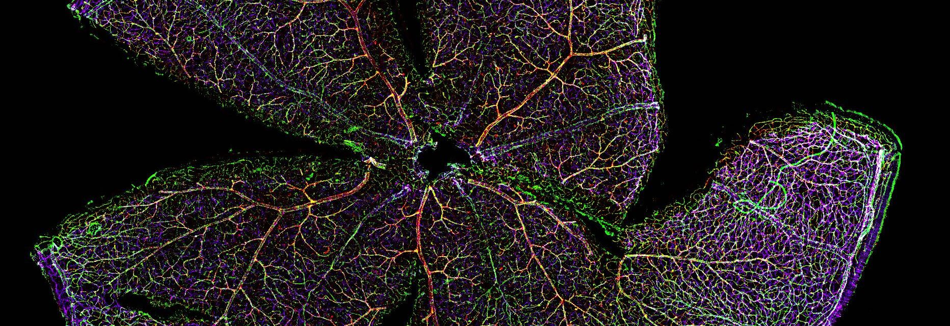 Mouse Retina