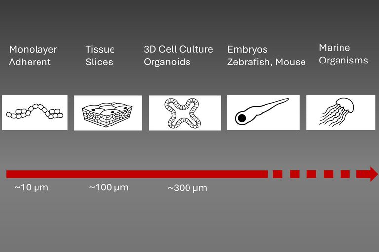 Applications supported by Viventis SCAPE
