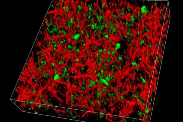 Effortless separation of GFP (green) and YFP (red) expressed in the cortex of a live mouse by capturing either two channels simultaneously or conducting a spectral emission scan and applying channel unmixing in the LAS X software.