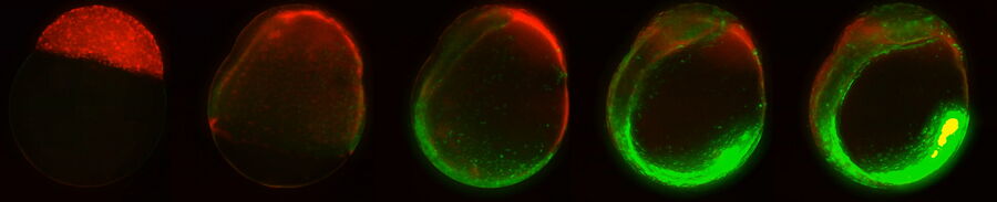 Developing zebrafish (Danio rerio) embryo, from sphere stage to somite stages.