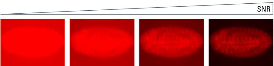 Figure 15: A series of images showing an increasing SNR.