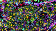 [Translate to German:] Cell counts for each biomarker were divided by total number of cells to give a percentage of biomarker positive cells out of total cells for each biomarker.