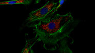 Image of immunofluorescently labelled cells where mitochondria are indicated with red, nuclei with blue, and actin with green.