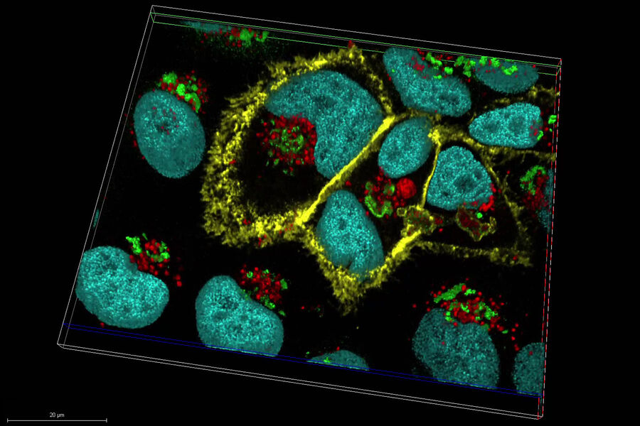 Super-resolution live-cell imaging of HeLa Kyoto cells in multicolor. All 4 colors were acquired simultaneously. Green indicates the Golgi apparatus (GAL-T-GFP), red the nuclei (mCherry, Histone H2B), yellow the filopodia (YFP, membrane GPI), and cyan the lysosomes (SIR-647-Lyso). Sample courtesy of Dr. Sabine Reiter, EMBL Heidelberg, Germany.