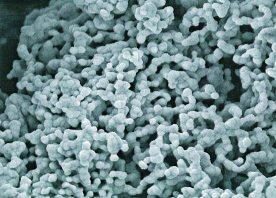 Image of bacteria Image of bacteria