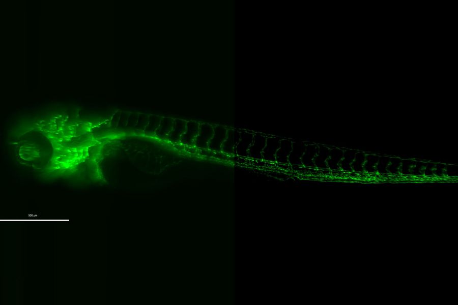 Zebrafish larvae imaged at 72 hours post fertilization. Blood vessels are indicated with green. Sample courtesy of A. Guerra, D. Stainier, Max Planck Institute for Heart and Lung Research, Bad Nauheim, Germany.