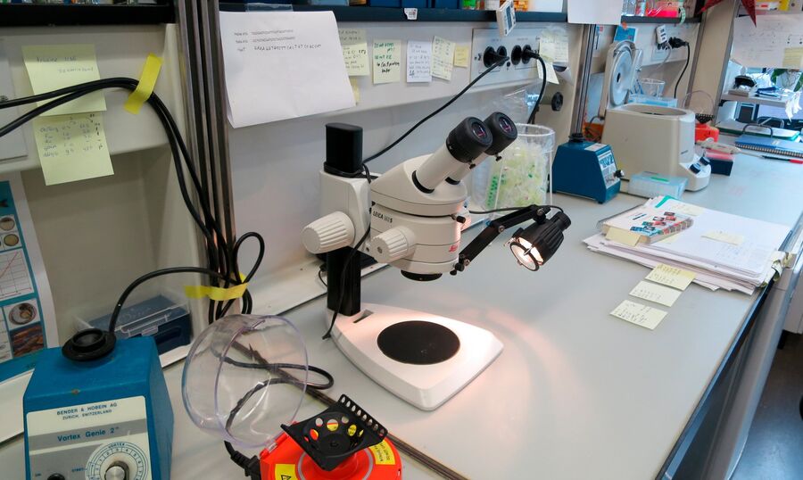 Leica MS series stereo microscope used for non-fluorescent work.