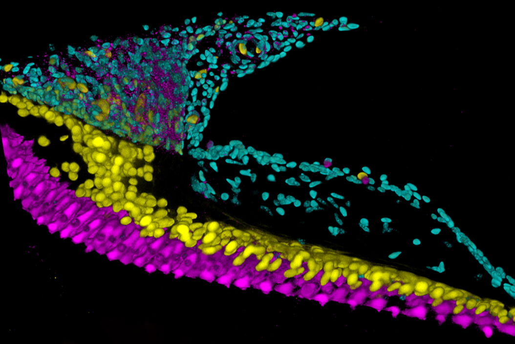 Chicken cochlea tissue imaged with a THUNDER Imager using large volume computational clearing. Courtesy of Dr. Amanda Janesick, California, USA. Chicken_cochlea_tissue_THUNDER_Imager_large_volume_computational_clearing.jpg
