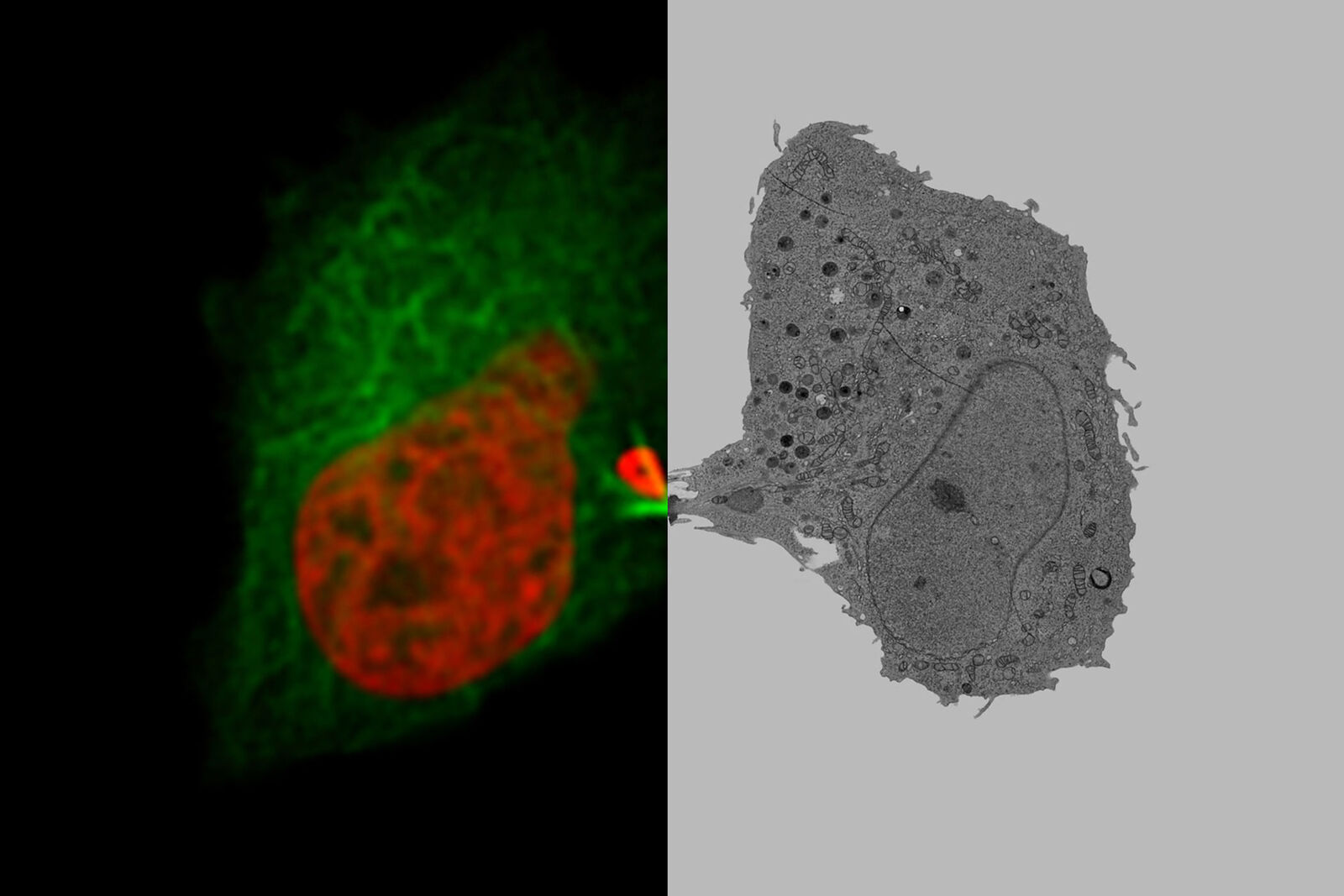 EM ICE High Pressure Freezer | Products | Leica Microsystems