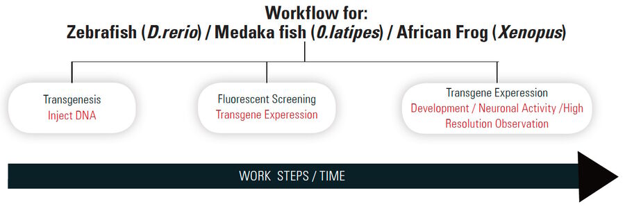 Workflow: the sequence of work steps normally done in laboratories working with aquatic model organisms, such as zebrafish.