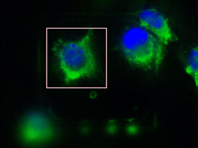 Imagem de fluorescência de uma célula em uma grade EM visualizada e marcada seletivamente com o EM Cryo CLEM.