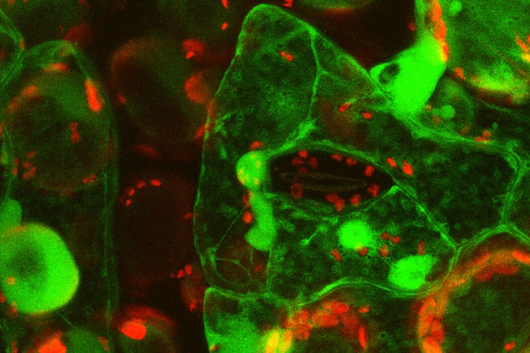 Primary leaves of cowpea (Vigna unguiculata "California Blackeye") inoculated with cowpea mosaic virus (CPMV) containing the GFP-gene inserted between the movement protein (MP) and the capsid proteins (CPs) in the viral RNA 2 Primary_leaves_of_cowpea_inoculated_with_cowpea_mosaic_virus_Overlay.jpg