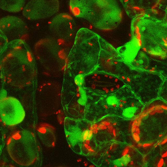 Introduction to Live-Cell Imaging Biology Diagrams