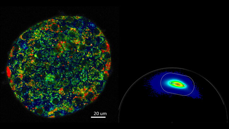 Metabolic imaging of mouse pancreatic islet.