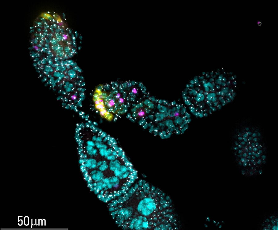 Maximum projection image of early prophase stage Drosophila germarium after ICC