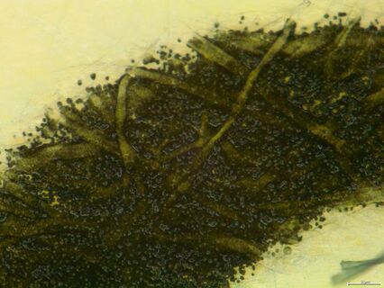Printed pattern on paper, 750:1 total magnification, ring light illumination
