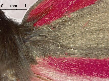 Pattern of the wings of a cinnabar moth